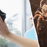 Eén product maakt ramen glanzend schoon en verwijdert spinnen: een ongewone lifehack Eén product maakt ramen glanzend schoon en verwijdert spinnen: een
