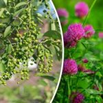 En je hebt geen weerbericht nodig: welke planten voorspellen regen