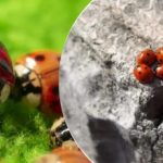 Gekweekt en gedropt uit vliegtuigen: na sprinkhanen wordt Oekraïne aangevallen