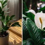 Welke plant is het makkelijkst om thuis te kweken: gemakkelijke